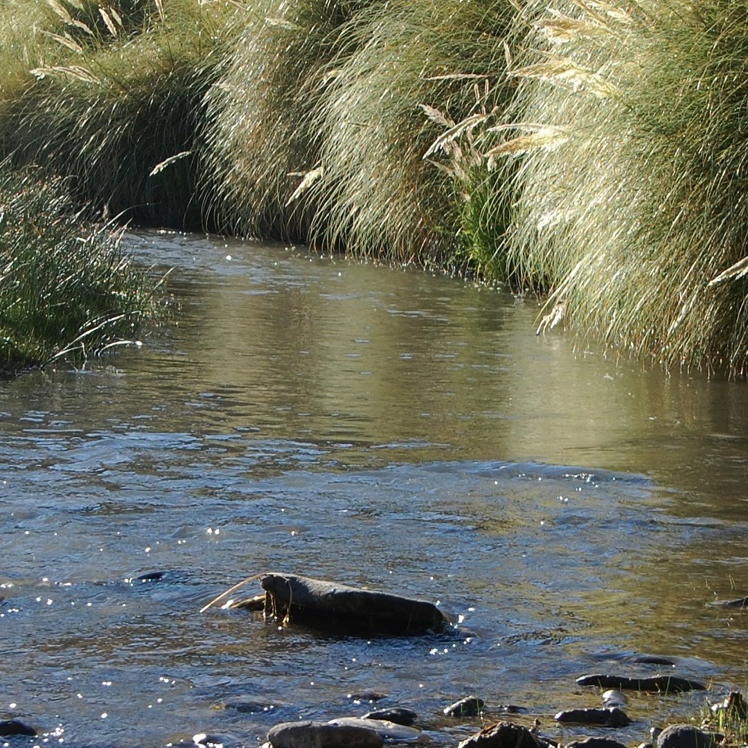 Vertiente de agua natural